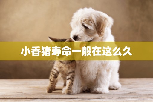 小香豬壽命一般在這么久