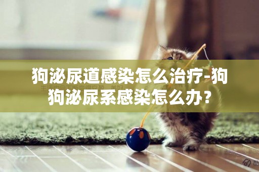 狗泌尿道感染怎么治療-狗狗泌尿系感染怎么辦？