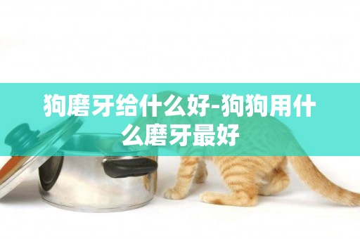 狗磨牙給什么好-狗狗用什么磨牙最好