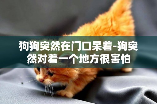 狗狗突然在門口呆著-狗突然對著一個地方很害怕