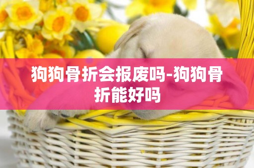 狗狗骨折會報廢嗎-狗狗骨折能好嗎