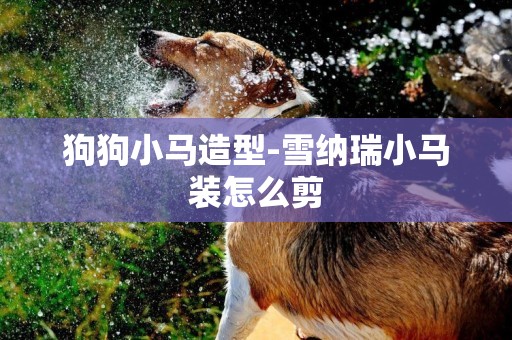 狗狗小馬造型-雪納瑞小馬裝怎么剪