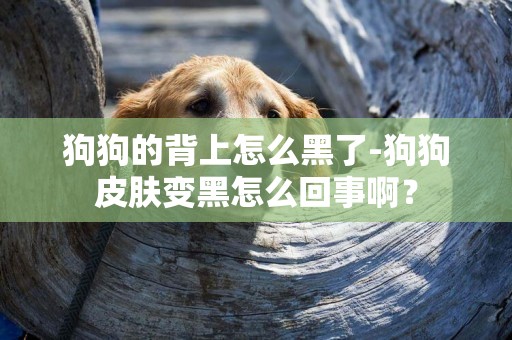 狗狗的背上怎么黑了-狗狗皮膚變黑怎么回事啊？