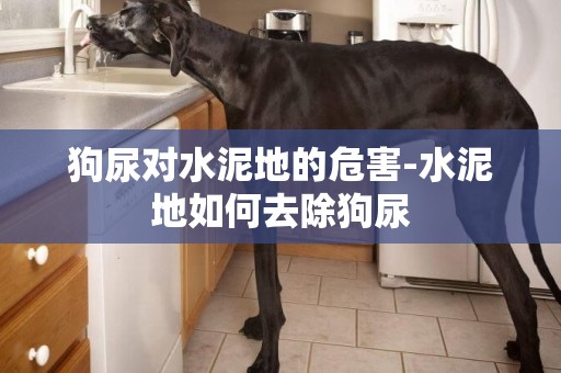 狗尿對水泥地的危害-水泥地如何去除狗尿