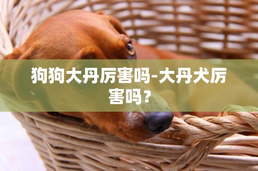 狗狗大丹厲害嗎-大丹犬厲害嗎？