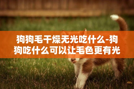 狗狗毛干燥無光吃什么-狗狗吃什么可以讓毛色更有光澤？