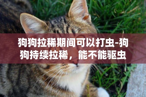 狗狗拉稀期間可以打蟲-狗狗持續拉稀，能不能驅蟲