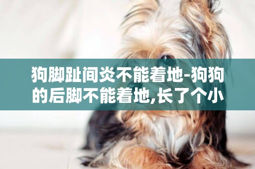 狗腳趾間炎不能著地-狗狗的后腳不能著地,長了個小紅疙瘩是什么情況