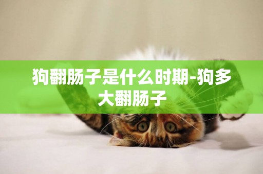 狗翻腸子是什么時期-狗多大翻腸子