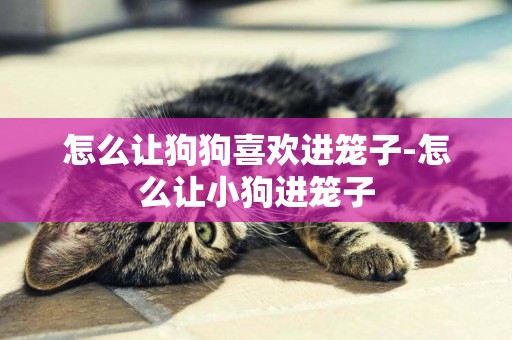 怎么讓狗狗喜歡進籠子-怎么讓小狗進籠子