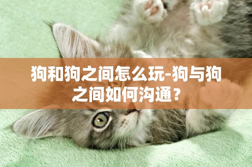 狗和狗之間怎么玩-狗與狗之間如何溝通？