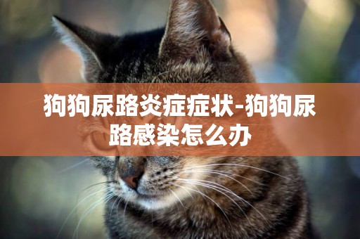 狗狗尿路炎癥癥狀-狗狗尿路感染怎么辦