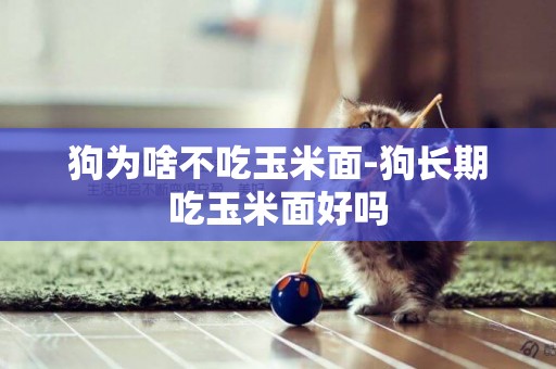狗為啥不吃玉米面-狗長期吃玉米面好嗎