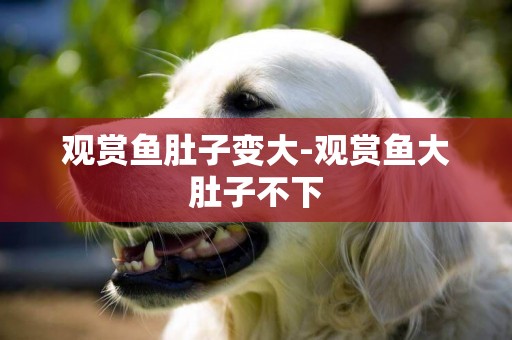 觀賞魚肚子變大-觀賞魚大肚子不下