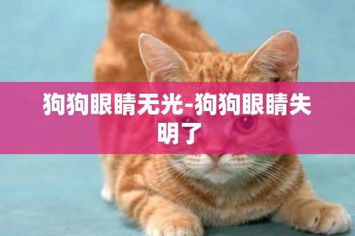 狗狗眼睛無光-狗狗眼睛失明了