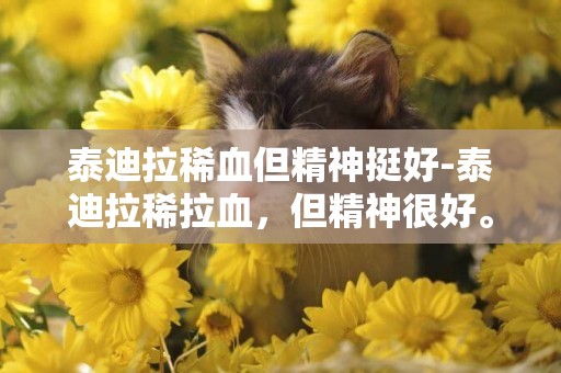泰迪拉稀血但精神挺好-泰迪拉稀拉血，但精神很好。。