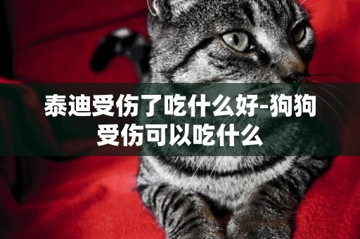 泰迪受傷了吃什么好-狗狗受傷可以吃什么