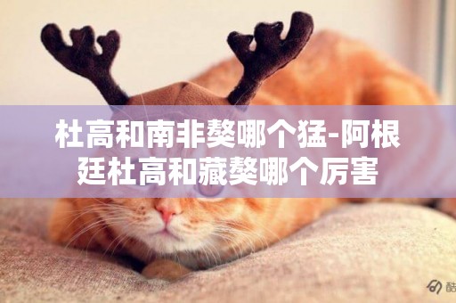 杜高和南非獒哪個猛-阿根廷杜高和藏獒哪個厲害