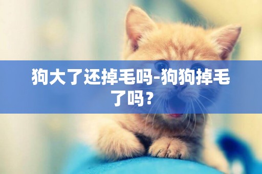 狗大了還掉毛嗎-狗狗掉毛了嗎？
