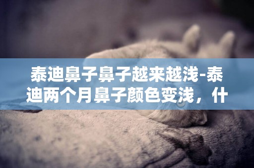 泰迪鼻子鼻子越來越淺-泰迪兩個月鼻子顏色變淺，什么原因造成的？