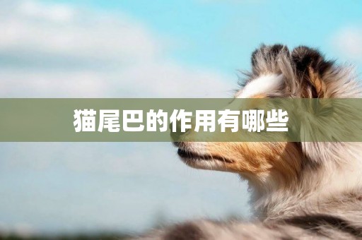 貓尾巴的作用有哪些