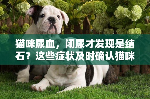 貓咪尿血，閉尿才發現是結石？這些癥狀及時確認貓咪結石 