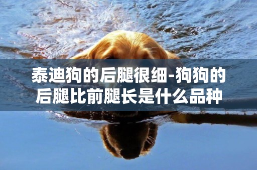 泰迪狗的后腿很細-狗狗的后腿比前腿長是什么品種