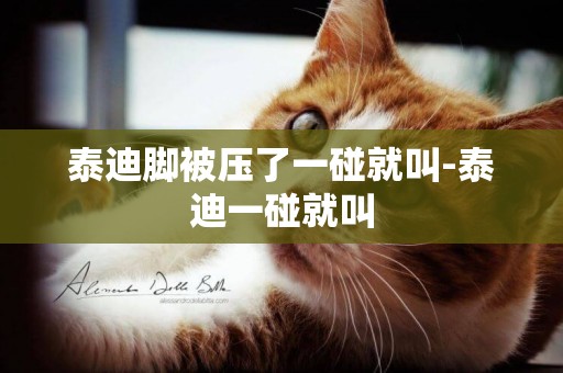 泰迪腳被壓了一碰就叫-泰迪一碰就叫
