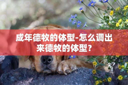 成年德牧的體型-怎么調出來德牧的體型？