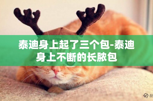 泰迪身上起了三個包-泰迪身上不斷的長膿包