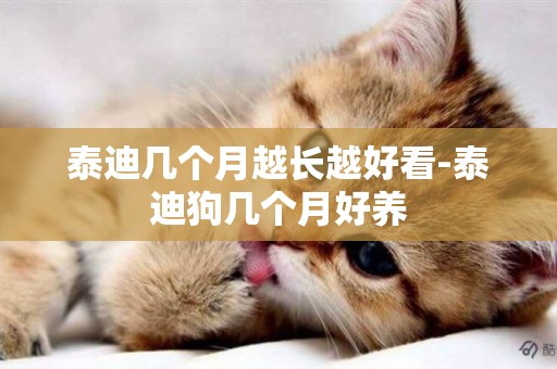 泰迪幾個月越長越好看-泰迪狗幾個月好養