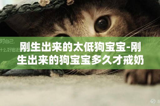 剛生出來的太低狗寶寶-剛生出來的狗寶寶多久才戒奶