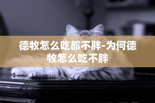 德牧怎么吃都不胖-為何德牧怎么吃不胖