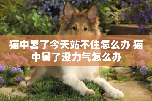 貓中暑了今天站不住怎么辦 貓中暑了沒力氣怎么辦