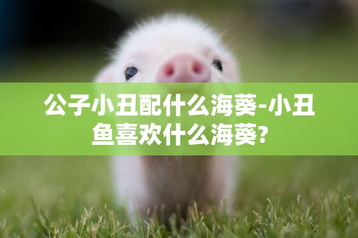 公子小丑配什么海葵-小丑魚喜歡什么海葵?
