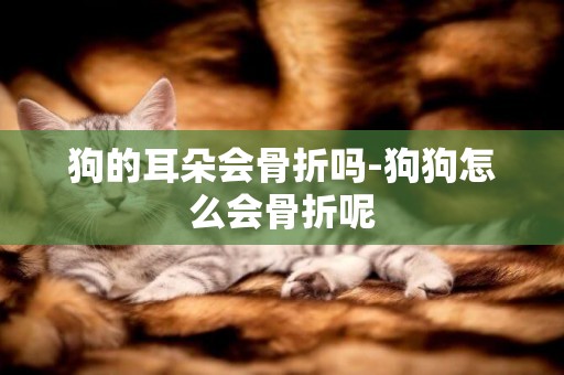 狗的耳朵會骨折嗎-狗狗怎么會骨折呢