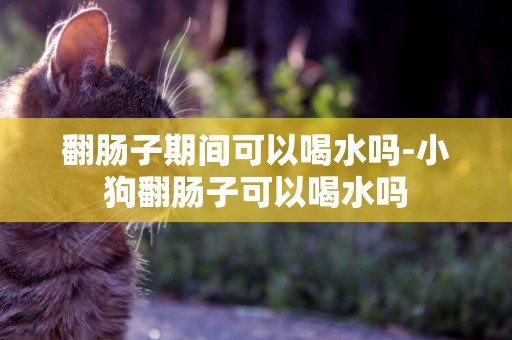 翻腸子期間可以喝水嗎-小狗翻腸子可以喝水嗎