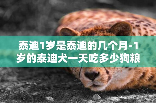 泰迪1歲是泰迪的幾個月-1歲的泰迪犬一天吃多少狗糧？