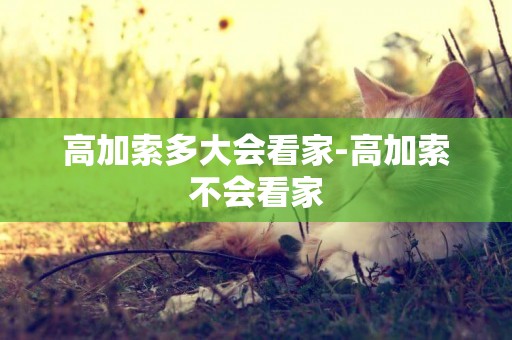 高加索多大會看家-高加索不會看家