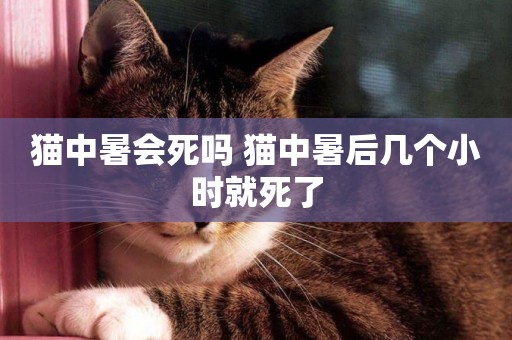 貓中暑會死嗎 貓中暑后幾個小時就死了