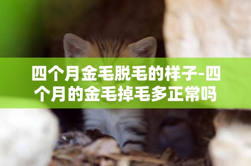 四個月金毛脫毛的樣子-四個月的金毛掉毛多正常嗎