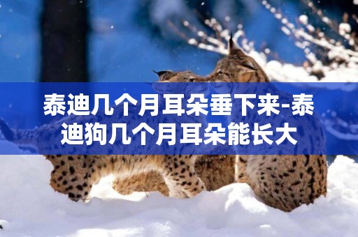 泰迪幾個月耳朵垂下來-泰迪狗幾個月耳朵能長大