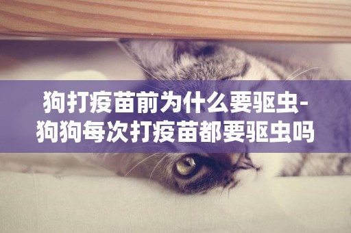 狗打疫苗前為什么要驅蟲-狗狗每次打疫苗都要驅蟲嗎？