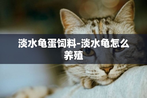 淡水龜蛋飼料-淡水龜怎么養殖
