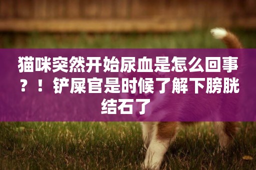 貓咪突然開始尿血是怎么回事？！鏟屎官是時候了解下膀胱結石了 