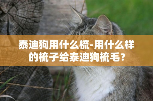 泰迪狗用什么梳-用什么樣的梳子給泰迪狗梳毛？
