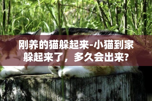 剛養的貓躲起來-小貓到家躲起來了，多久會出來?