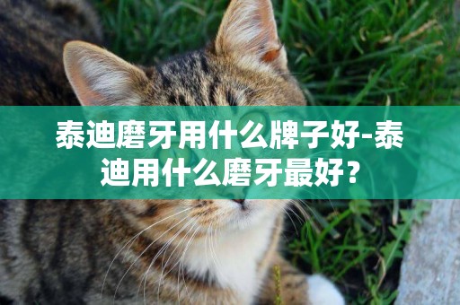 泰迪磨牙用什么牌子好-泰迪用什么磨牙最好？