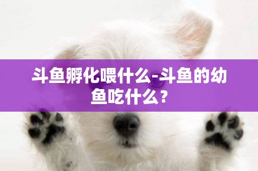 斗魚孵化喂什么-斗魚的幼魚吃什么？