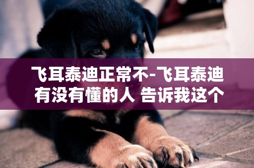 飛耳泰迪正常不-飛耳泰迪 有沒有懂的人 告訴我這個多少錢